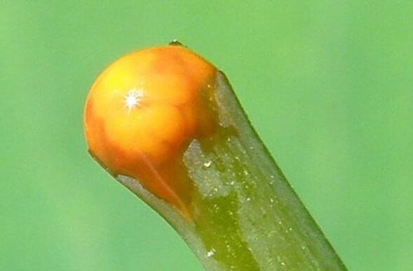 Chelidonium properties in treating papilloma