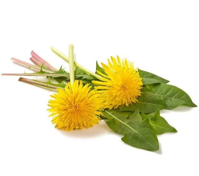 Dandelion for cauterizing papillomas