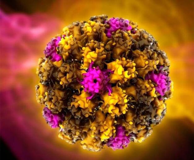human papilloma virus